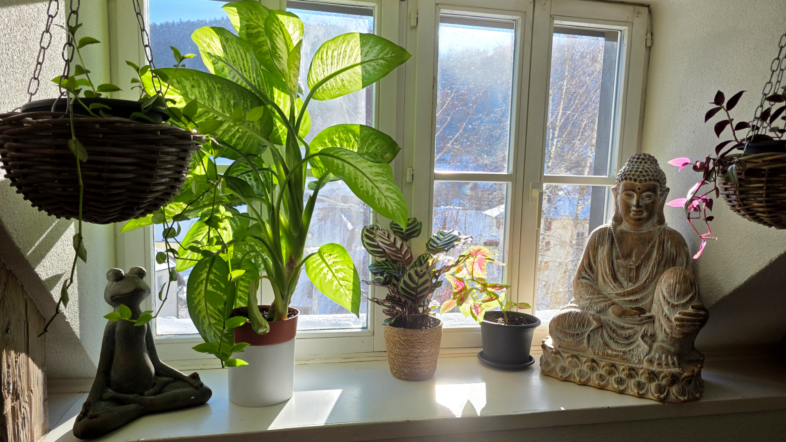 Coin de verdure apaisant dans le cabinet Hypno-Alchimiste : plantes, atmosphère calme, espace rassurant
