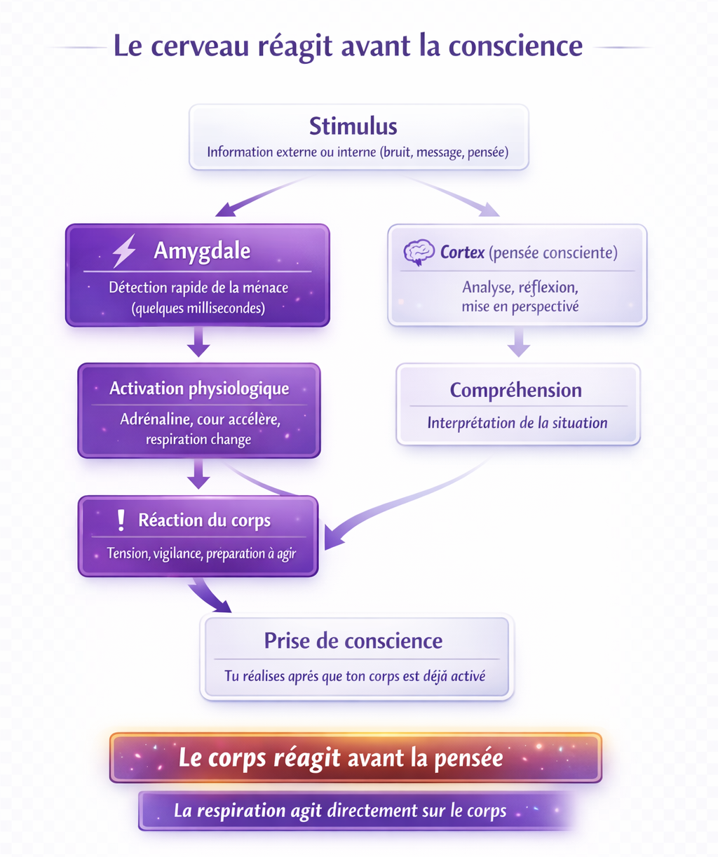 Infographie expliquant le rôle de l’amygdale et du cortex dans la réaction au stress, montrant que le corps réagit avant la pensée consciente