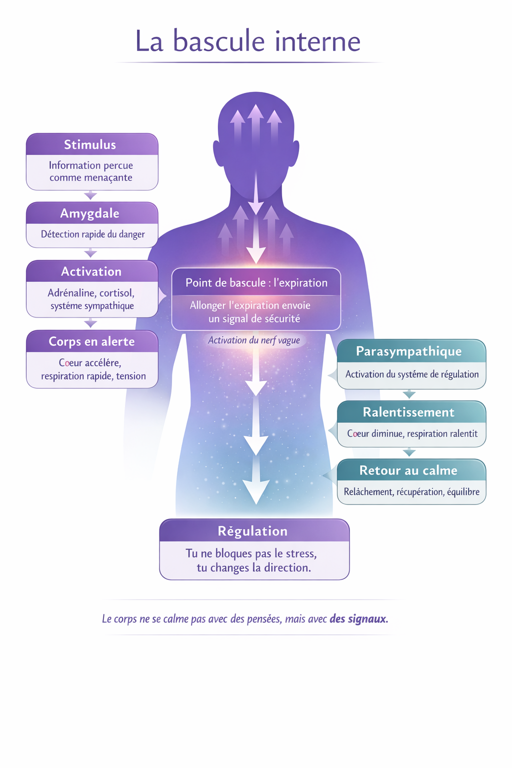 Infographie pédagogique sur la respiration et le stress montrant comment l’expiration active le nerf vague et permet de passer du mode stress au calme