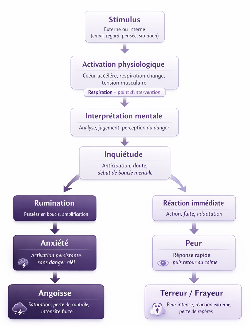 Infographie du processus du stress montrant les étapes de la stimulation à l’anxiété et les réponses adaptatives avec la respiration comme point d’intervention
