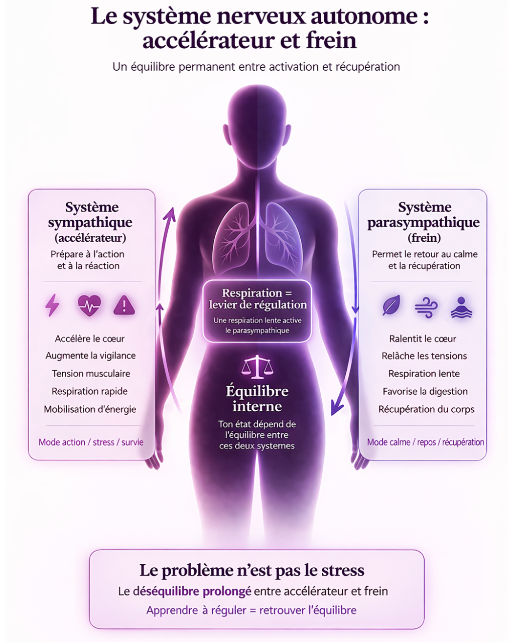 Infographie du système nerveux autonome montrant l’équilibre entre le système sympathique (accélérateur) et parasympathique (frein) avec le rôle de la respiration dans la régulation